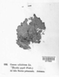 Caeoma cylindricum image